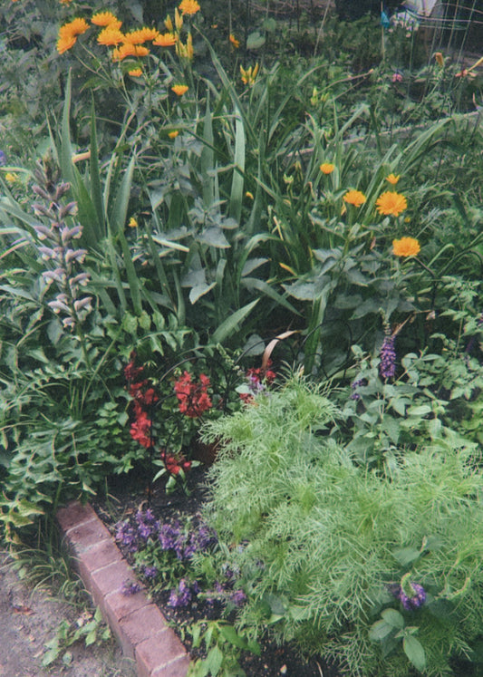 In a patch of green, hidden in the city