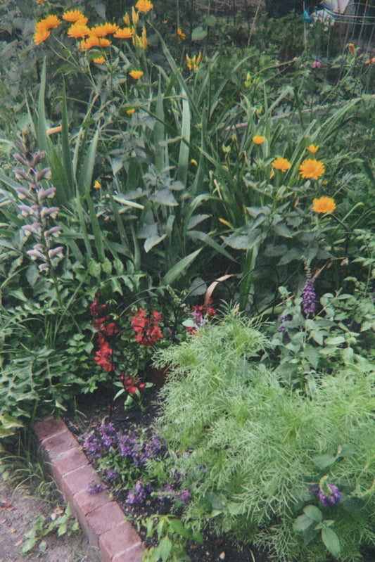 In a patch of green, hidden in the city
