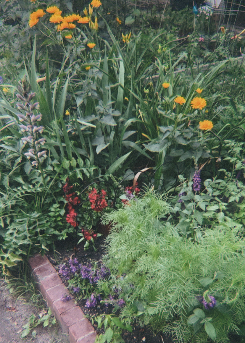In a patch of green, hidden in the city